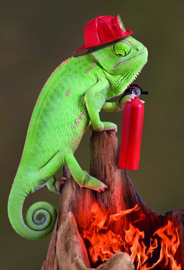 Chameleon with fire warden hat and extinguisher
