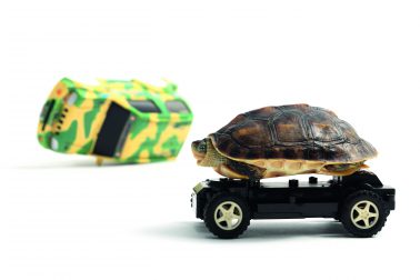 Tortoise riding on toy car.