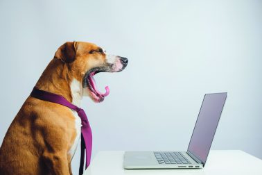 Queueing dog online